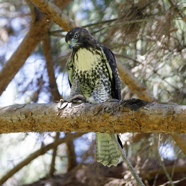 Rotschwanzfalke Mit Seinem Kill Pocket Goopher Santa Clara County Kalifornien — Stockfoto