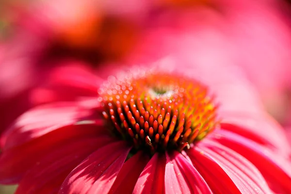 Coneflower Cultivar Flower Head Bloom Details — Stock Photo, Image