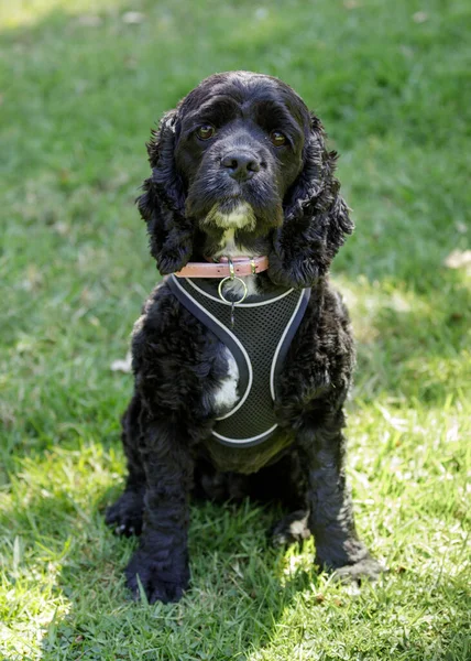 Years Old Male Cocker Spaniel Poodle Mix Aka Cockapoo Dog — Stok fotoğraf