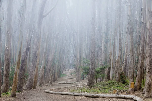 Pintoresco Sendero Cruzando Eucalyptus Grove Aka Lovers Lane Presidio San — Foto de Stock