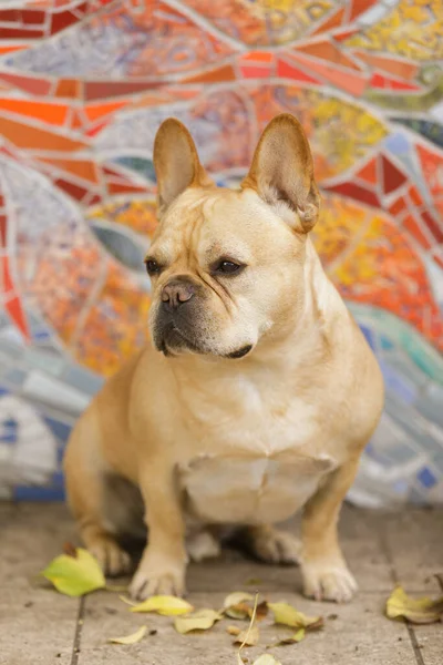 Bulldog Francés Masculino Años Edad Sentado Contra Muro Los Mosaicos — Foto de Stock