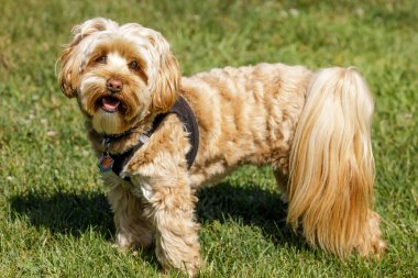 2 yaşında, erkek, Daisy köpeği. Daisy Dog 'u, Bichon Frise' i, Fino 'yu ve Shih Tzu' yu oluşturan üç köpek türü vardır..