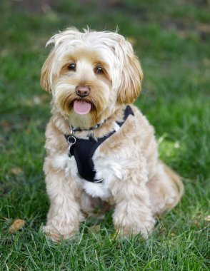 2 yaşında, erkek, Daisy köpeği. Daisy Dog 'u, Bichon Frise' i, Fino 'yu ve Shih Tzu' yu oluşturan üç köpek türü vardır..
