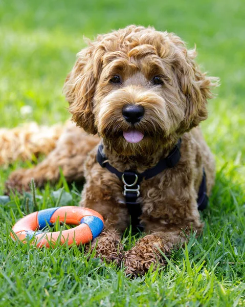 Months Old Female Labradoodle Puppy Resting Ring Toy Leash Dog — Fotografia de Stock