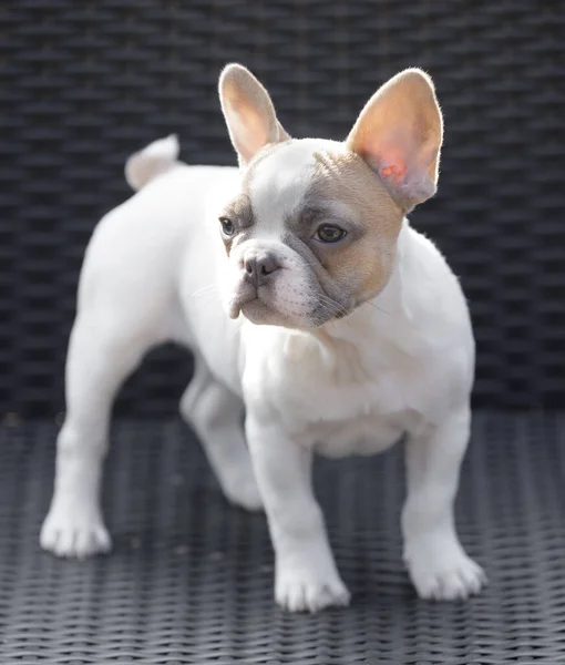 Weeks Old Tan Pied Frenchie Cachorro Hembra Pie Una Silla — Foto de Stock