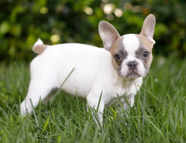 Semanas Idade Bronzeado Pied Frenchie Filhote Cachorro Fêmea Grama Olhando — Fotografia de Stock