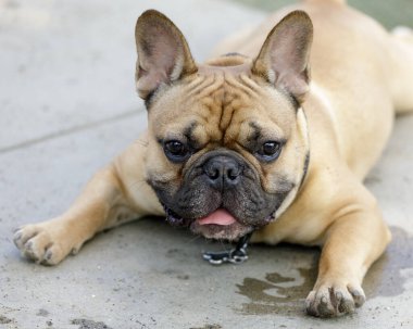 Genç geyik yavrusu Fransız Dili Diliyle Dinleniyor. Kuzey Kaliforniya 'da tasmasız köpek parkı.