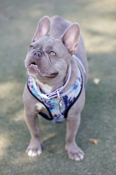 Year Old Lilac Brindle Tan Merle Female Puppy Frenchie Looking — Stock Photo, Image