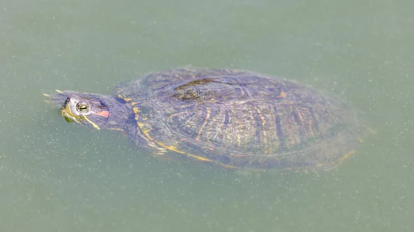 Tortue Luth Oreilles Rouges Nageant Dans Étang Avec Tête Dessus — Photo