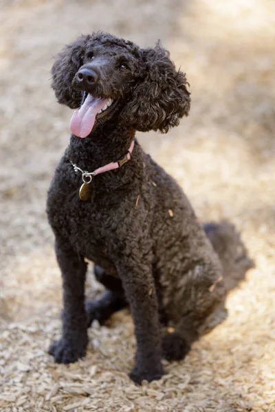 Year Old Attentive Brown Mini Poodle Male Leash Dog Park — Stock Photo, Image