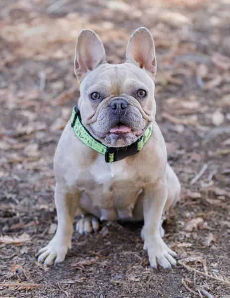 Bir Yaşında Koyu Tenli Açık Tenli Fransız Bulldog Dişi Köpek — Stok fotoğraf