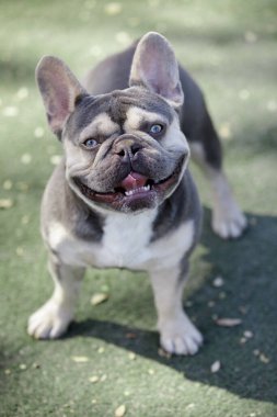 2.5 yaşındaki leylak tenli beyaz Brindle (nam-ı diğer Trindle) Erkek köpek yavrusu Fransız Bulldog. Kuzey Kaliforniya 'da tasmasız köpek parkı.