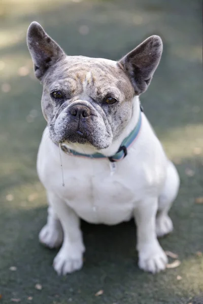 Year Old Blue Merle White Tan Pied French Bulldog Female — Stock Photo, Image