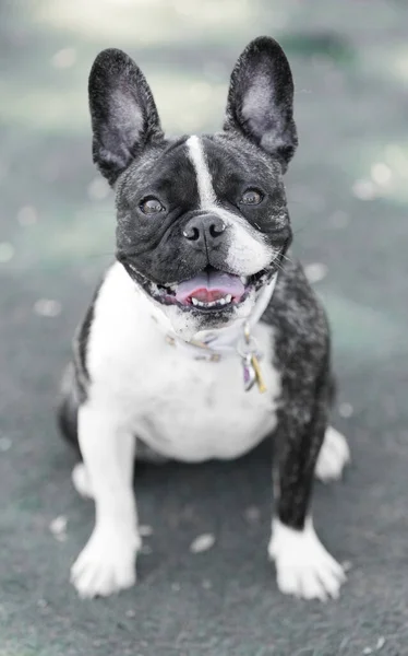 Year Old Brindle White Frenchie Female Puppy Leash Dog Park — Stock Photo, Image