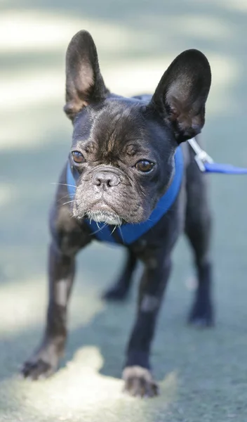 Frenchie Masculino Brindle Meses Leash Dog Park Norte Califórnia — Fotografia de Stock