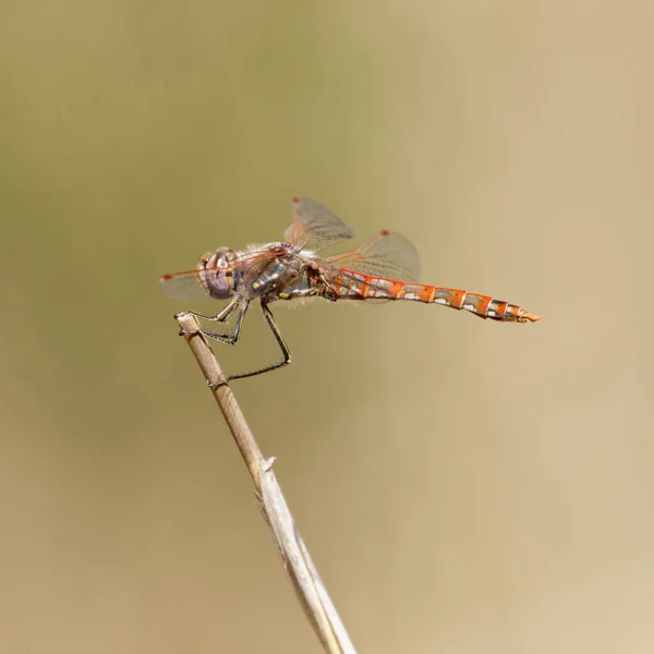 Bunte Wiesen Libelle Adult Male Santa Clara County Kalifornien Usa — Stockfoto