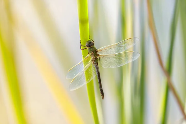 Darner Vert Commun Reposant Sur Tige Herbe Eau Foothills Park — Photo