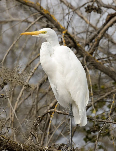 Grande Aigrette Perchée Sur Arbre Shoreline Lake Park Comté Santa — Photo