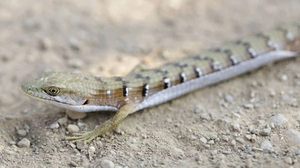 Kalifornský Krokodýl Ještěrka Dospělý Detailní Záběr Joseph Grant County Park — Stock fotografie