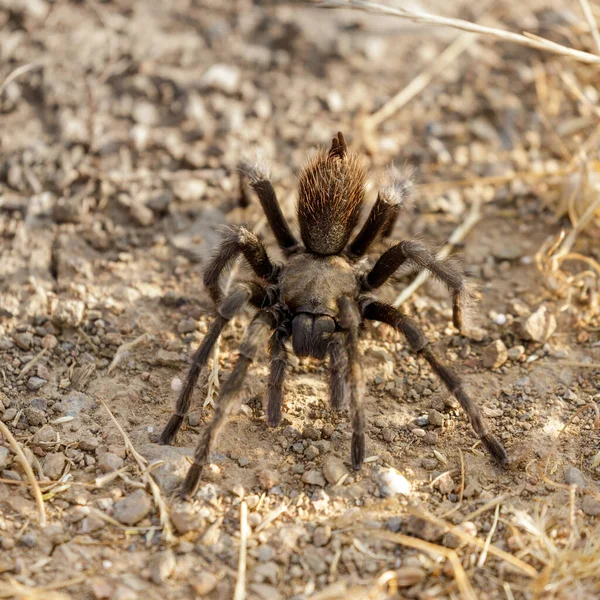 California Tarantula Adulto Masculino Procura Uma Fêmea Durante Época Acasalamento — Fotografia de Stock