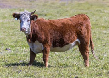 A Suspicious Dark Red with White Face Hereford Bull in Big Sur, California.