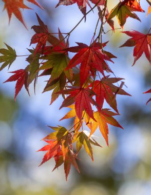 Sonbaharda renkli akçaağaç yaprakları
