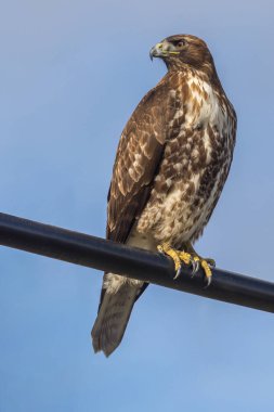 Kızıl kuyruklu Şahin çocuk bir kabloya tünemiş. Shoreline Lake and Park, Santa Clara County, Kaliforniya, ABD.