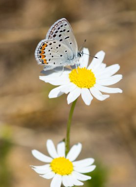 California Hairstreak (Satyrium californica) Papatya çiçek nektaring.