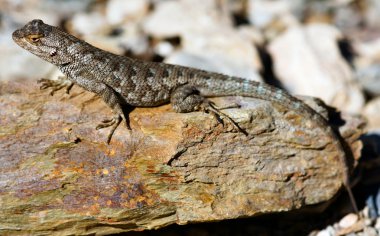 Northwestern Fence Lizard (Sceloporus occidentalis occidentalis), erkek, renkli bir kaya üzerinde güneşlik.