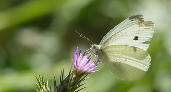 Col blanco mariposa bebidas flor néctar — Foto de Stock