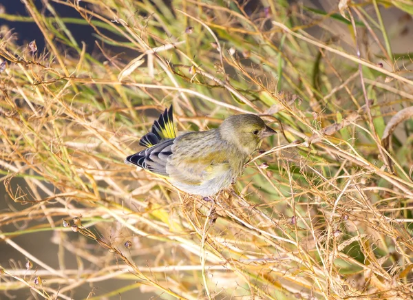 Avrupa yeşil ispinozu (Chloris chloris) — Stok fotoğraf