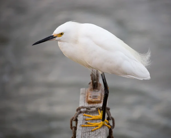 Aigrette des neiges (aigrette thula)) — Photo