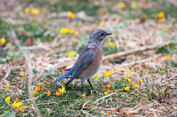 Western Bluebird uppflugen på en färgglad äng — Stockfoto