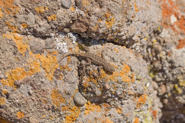Bain de soleil Coast Range Fence Lizard sur un rocher coloré — Photo