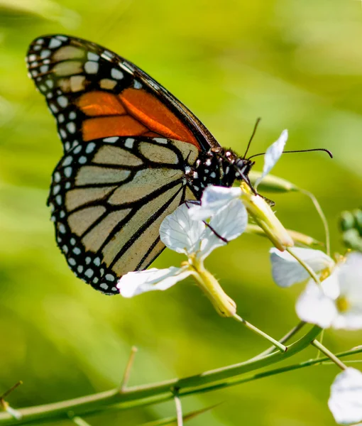 モナーク蝶が花の蜜を飲む — ストック写真