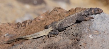 Ortak Chuckwalla (Sauromalus ater) bir kaya üzerinde kamufle.