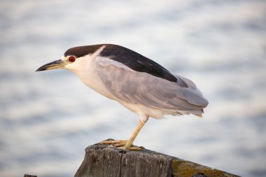 Siyah taçlı Gece Zon (Nycticorax nycticorax) yem.