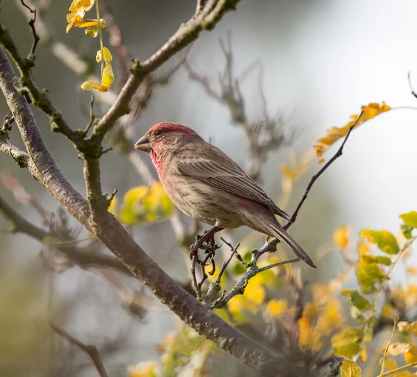 Casa Finch (Haemorhous mexicanus), Hombre — Foto de Stock