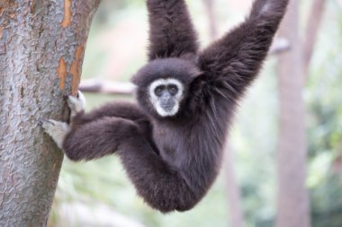 White-handed Gibbon (Hylobates lar) hanging on a tree.