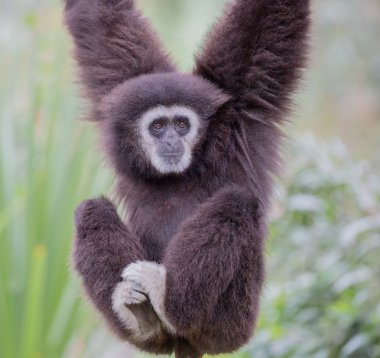 White-handed Gibbon (Hylobates lar) hanging on a tree. clipart