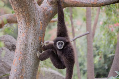 White-handed Gibbon (Hylobates lar) hanging on a tree.