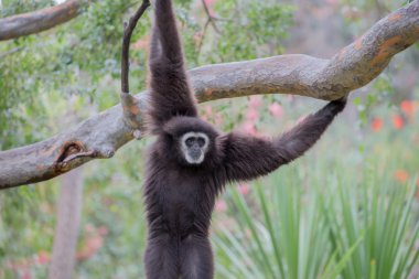 White-handed Gibbon (Hylobates lar) hanging on a tree.