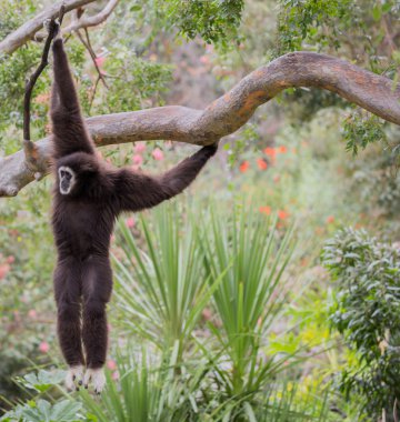White-handed Gibbon (Hylobates lar) hanging on a tree.