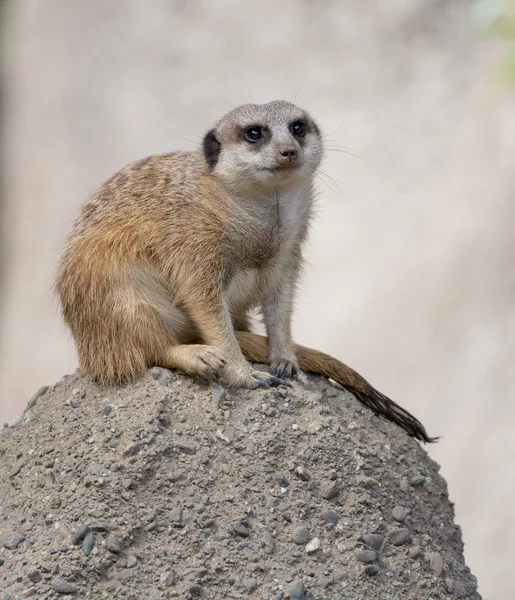 长着细长尾獴 (Suricata suricatta) — 图库照片