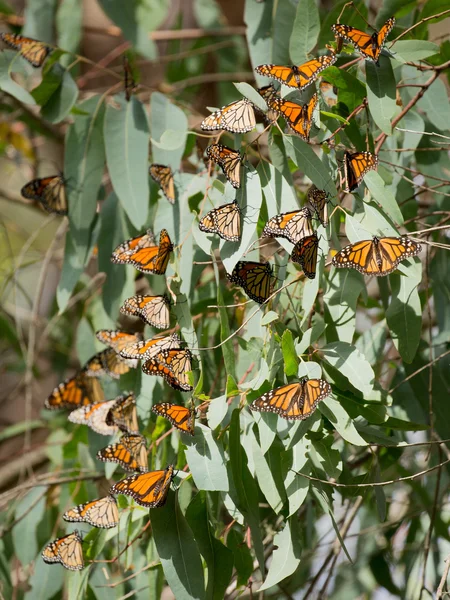 Мухи-монархи (Danbleplexippus) ) — стоковое фото