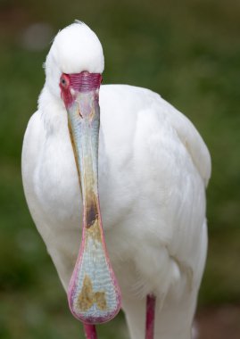 AK kaşıkçı (Platalea alba)