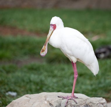 AK kaşıkçı (Platalea alba)