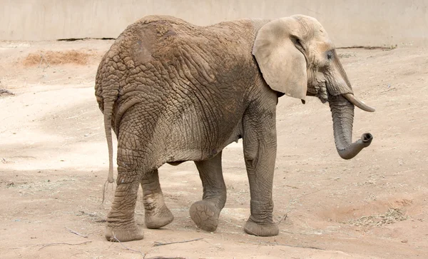 부시 아프리카 코끼리 (loxodonta 아 프리 카 나) — 스톡 사진