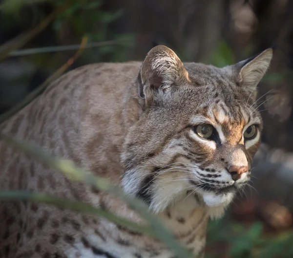 Bobcat (Lynx rufus) ) — Photo