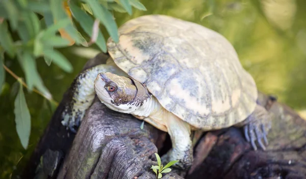 Tortuga de estanque occidental (Actinemys marmorata o Emys marmorata ) — Foto de Stock